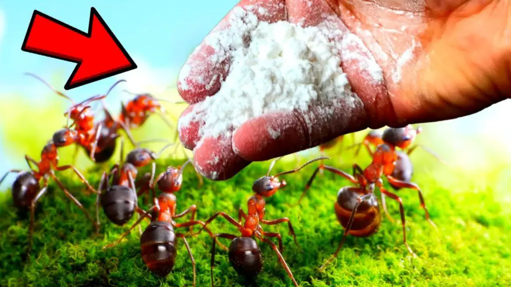 Un sencillo truco para acabar con las hormigas en casa mi trucos caseros