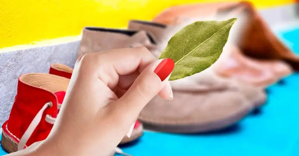 ¿Por qué una hoja de laurel en los zapatos? Una hoja se deshace del