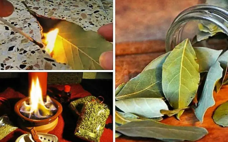 ¿Por qué es importante quemar hojas de laurel en casa? mi trucos caseros