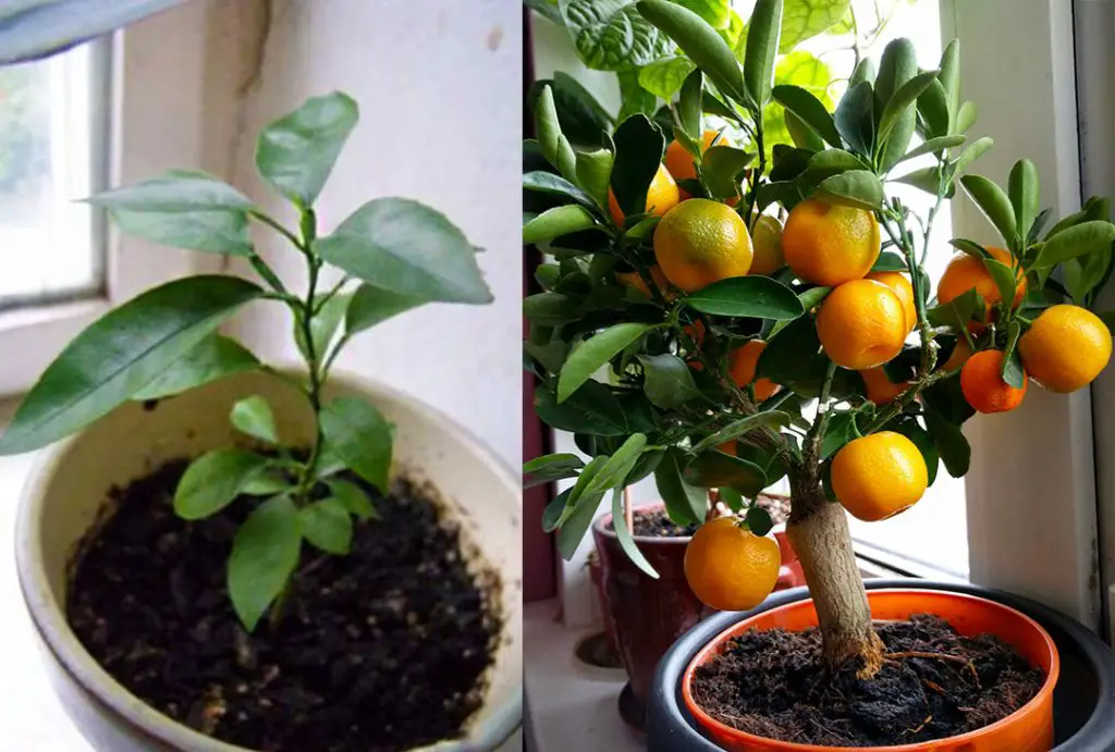 Cómo plantar mandarinas en casa para tener un suministro inagotable ...