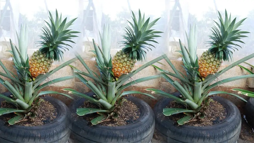 Cómo cultivar piña en casa para no tener que volver a comprarla – mi ...