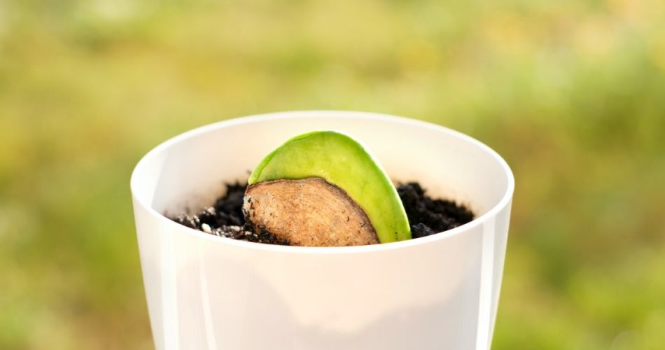 ¿Cómo germinar un simple grano de mango en una planta majestuosa? mi — free download
