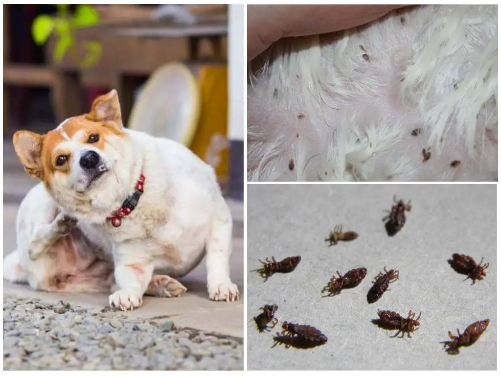 Cómo deshacerse rápidamente de las pulgas de los animales en la casa: 7 ...