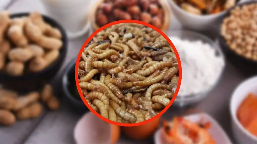 Alimentos con polillas, estos alimentos también contienen insectos: la