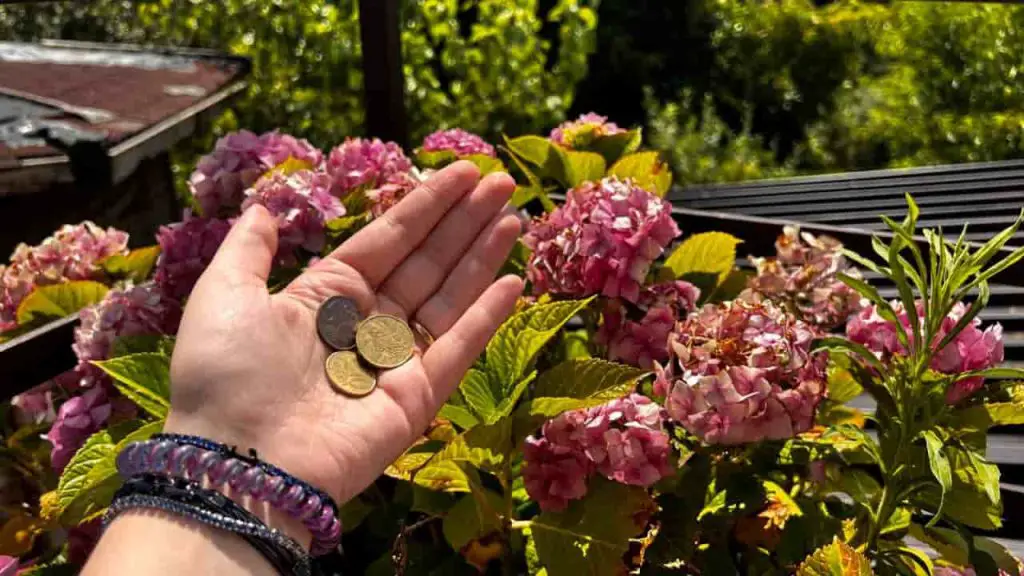 Monedas De Cobre En Las Flores Del Jard N Lo Nico Que Sucede En Mes